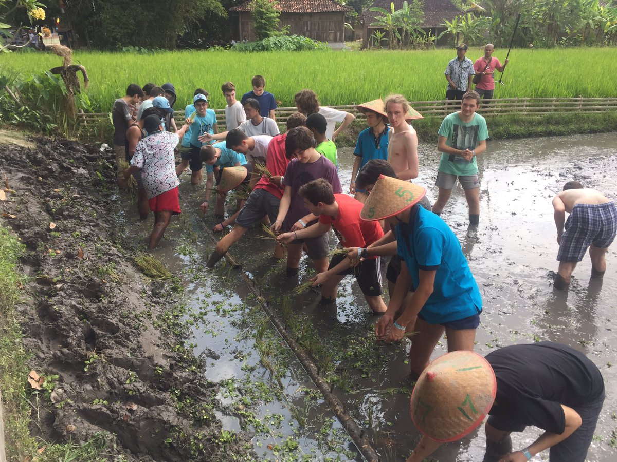 ipho2017's tweet photo. Ploughing the rice field would be one of the best experiences students ever have. #ipho2017 #imphysics #iphostudents @kemdikbud_ri https://t.co/J6DJ6RkRHT