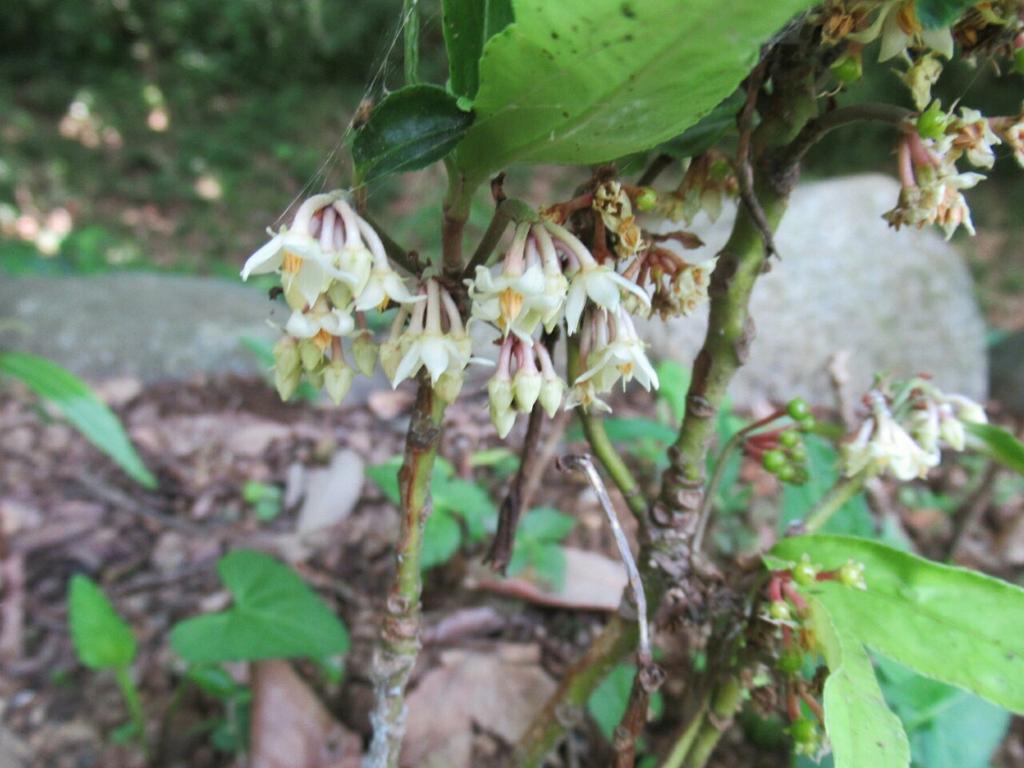 1000花 على تويتر 525 カラタチバナ サクラソウ科ヤブコウジ亜科 中国 日本に分布 千両万両シリーズの百両 に当てられて正月に飾られる マンリョウ ヤブコウジ 十両 と同属で花も似る 花 常緑樹 夏の花 1000花 على تويتر 525 カラタチバナ サクラソウ科ヤブコウジ亜科 中国 日本に分布 千両万両シリーズの百両 に当てられて正月に飾られる マンリョウ ヤブコウジ 十両 と同属で花も似る 花 常緑樹 夏の花
