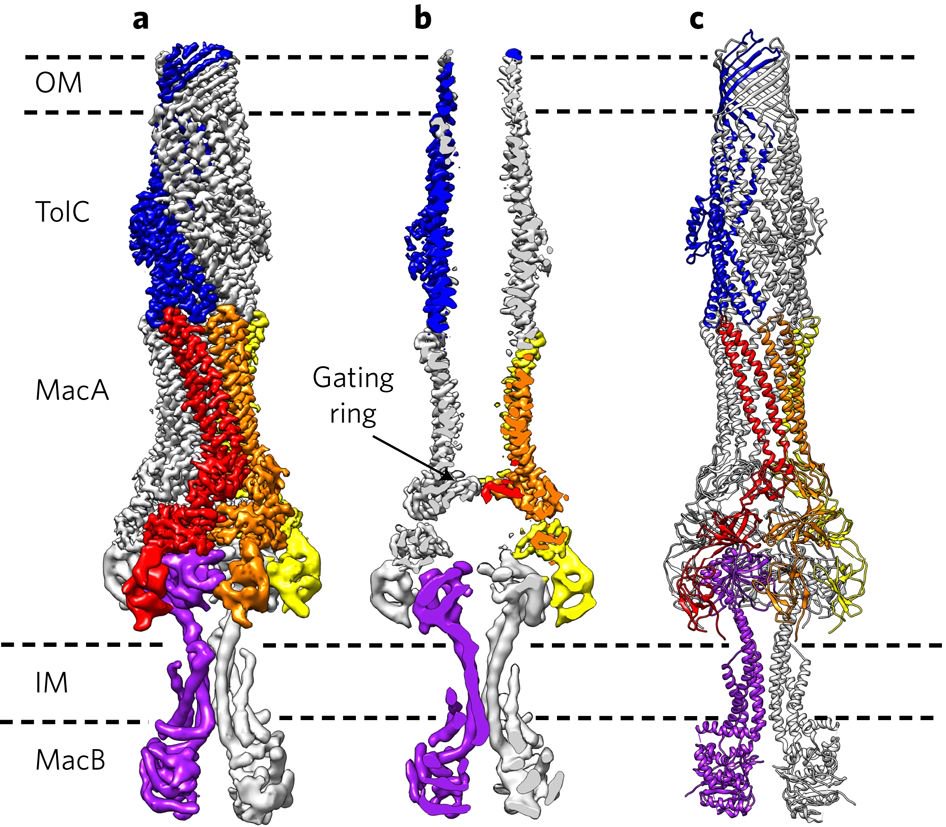 Current Issue: Fitzpatrick, Du et al: Structural analysis of the tripartite MacAB-TolC antibiotic efflux pump: bit.ly/2vfFEHU