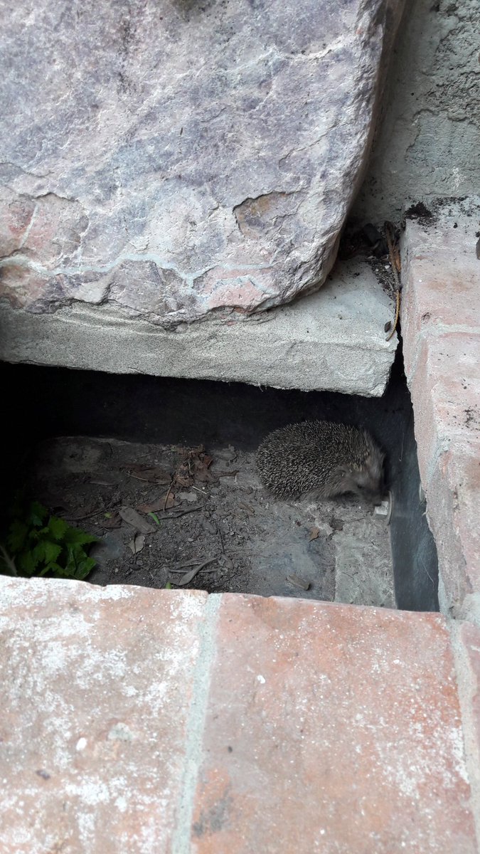 ivanoschy's tweet photo. Stamattina  ho trovato un bel riccio...dentro al trogolo 😍 https://t.co/yEBAzA8IlO