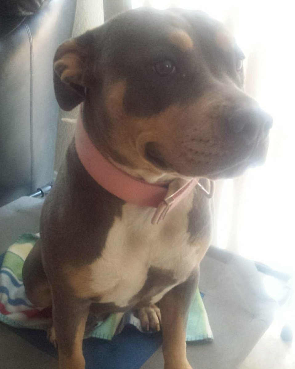jfs_savage's tweet photo. My dog is super cute isn't she?? #minipits #dogs https://t.co/bMg4gGg5KY