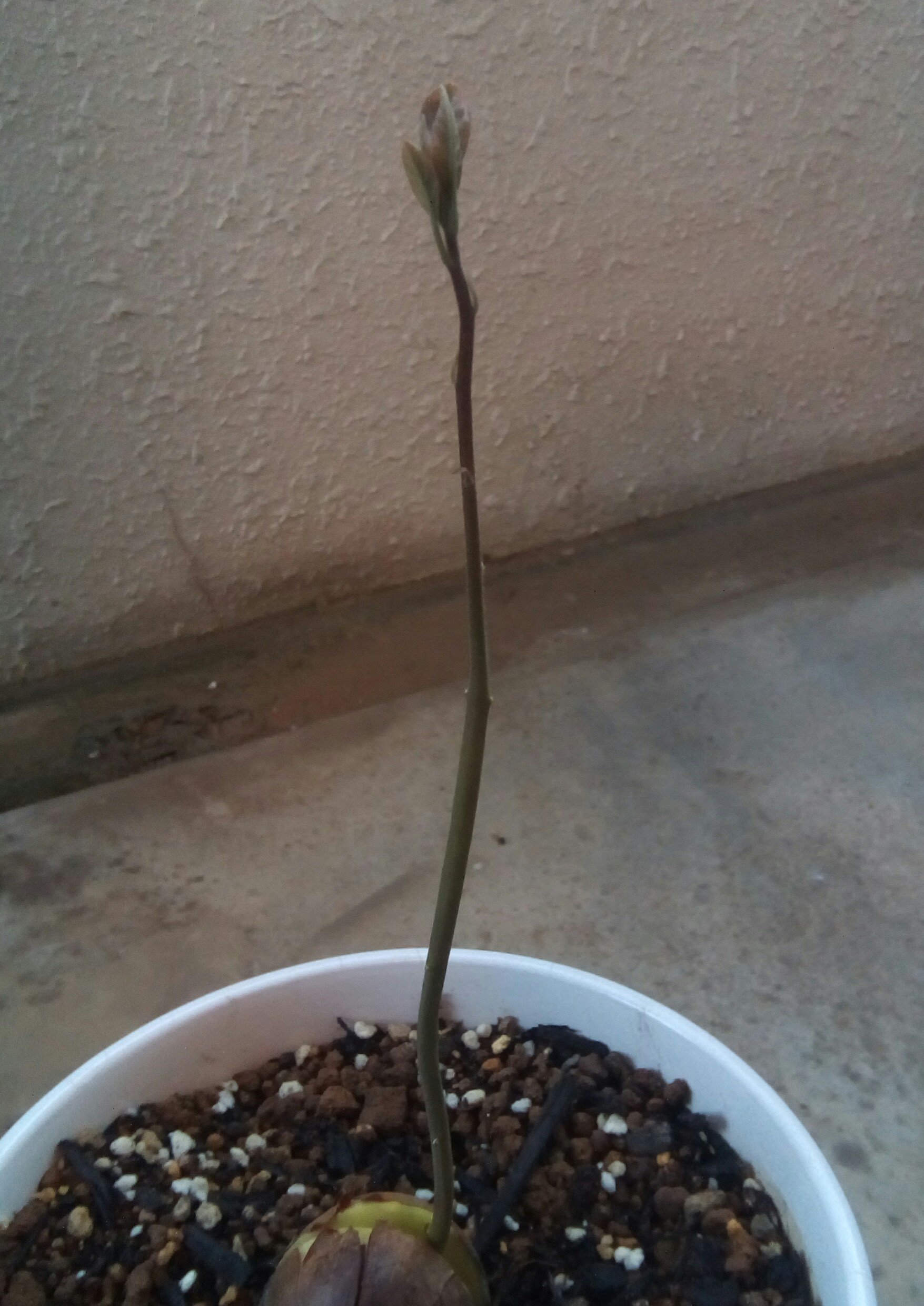 柘植文 アボカド 下の方の葉は冬に葉先が茶色になって 上の方も虫にくわれたっぽいけど 一応元気 T Co 3ik3shddfb Twitter