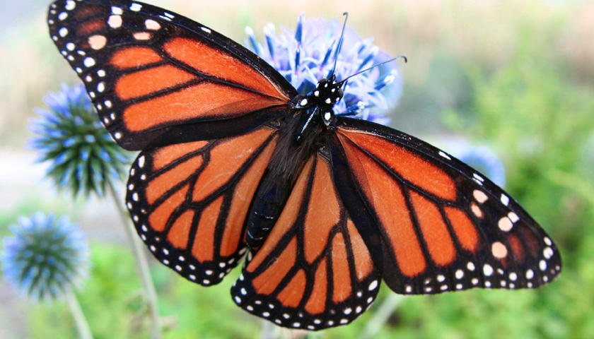 Come along to our Walking with Butterflies event on Tuesday cityoftrees.org.uk/event/walking-… #summerholidays <a href="/mumsnetMcr/">Mumsnet Manchester</a> @THTurmston <a href="/Traffordleisure/">Trafford Leisure</a>