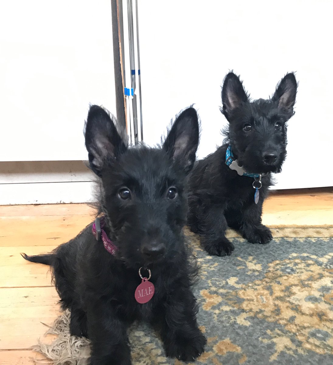 RAH Consultancy tweet media