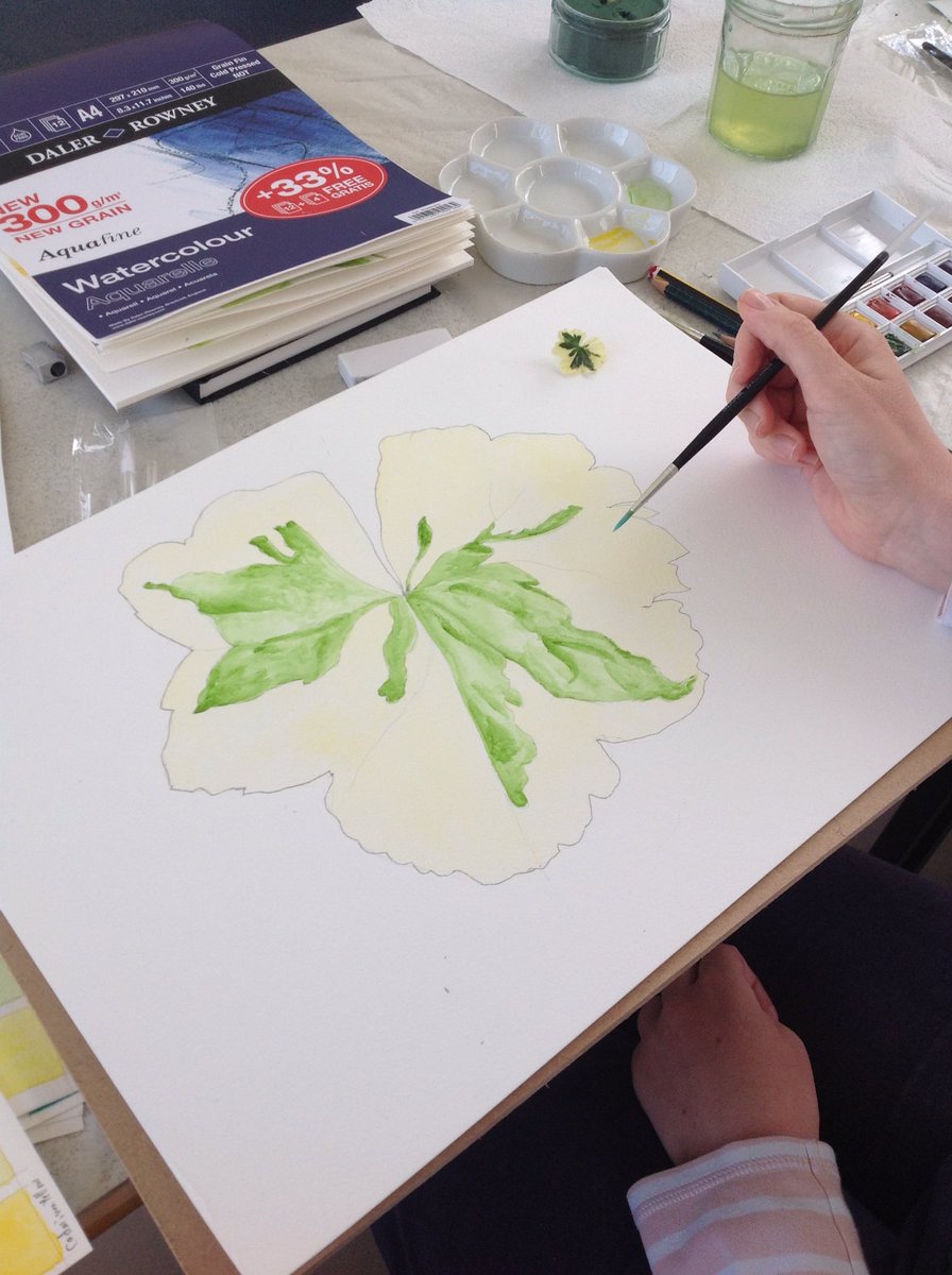 And more excellent work from the Beginners Botanical Painting @MCol_Summer #MyMCSS