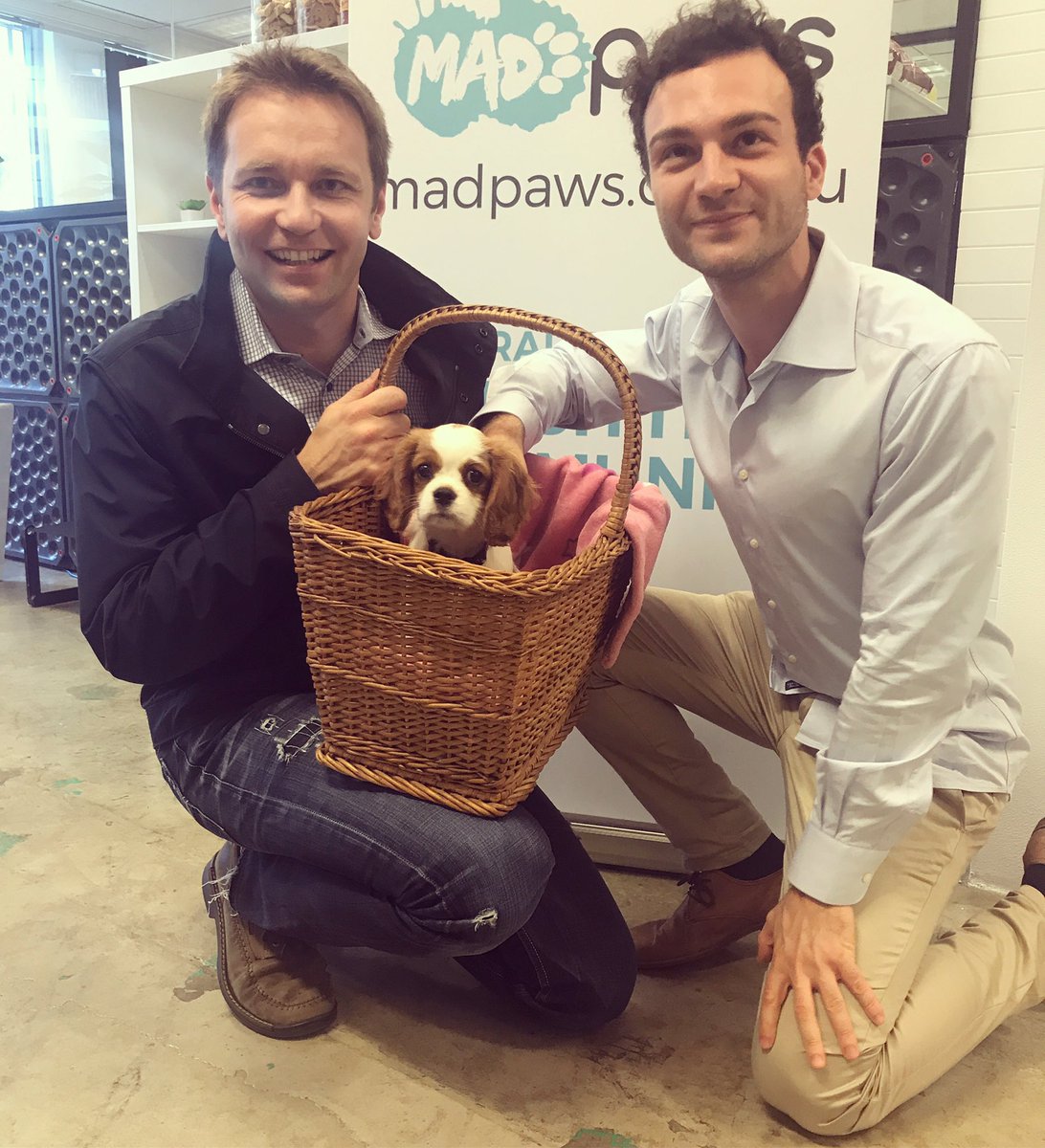 Negotation Skills Seminar at <a href="/madpawsau/">Mad Paws</a> HQ today; little Zoe teaching us all the art of Puppy Eyes <a href="/PacasJan/">Jan Pacas</a>