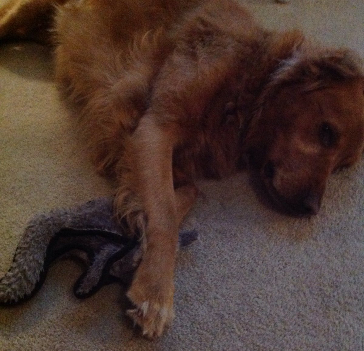 lisa70yl's tweet photo. Rosie & Zoe played tug-a-toy with the unstuffed raccoon. It's now Rosie's fave toy #runrosierun #dogdays #furryfriend #outdoorantics https://t.co/5GastIZcHK