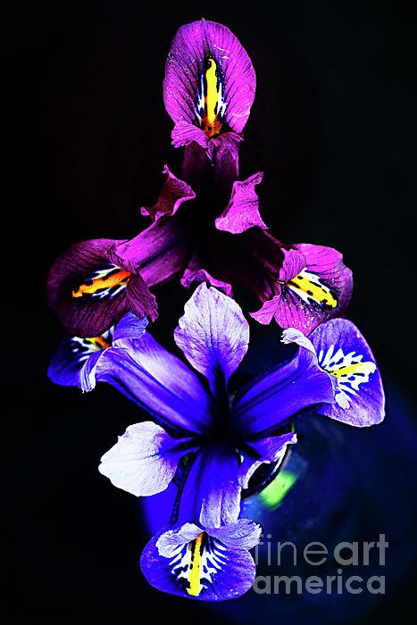 photographervin's tweet photo. #retweetPLEASE #artlover #flower #print #photography #Irisis In #Vase by #AlexanderVinogradov https://t.co/MYYe2ot05b https://t.co/XjrsuOdprv
