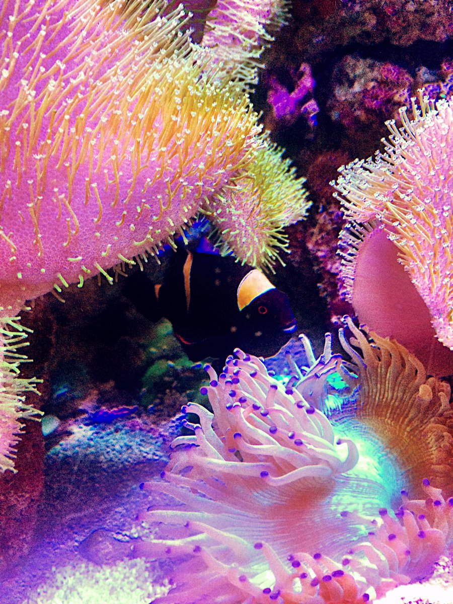 L7redbatgirl's tweet photo. #littlefriend #fishfriend #peekaboo #supercolorful #photography #iphonephotography https://t.co/RoYQNKtiDU