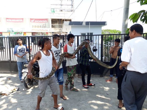 SupirPete2's tweet photo. Warga Tangkap Ular dengan panjang sekitar 4 meter di Jalan Hertasning Baru, Samping Perumahan Citraland. via @ilhamhusen https://t.co/CwT0i6u2Vc