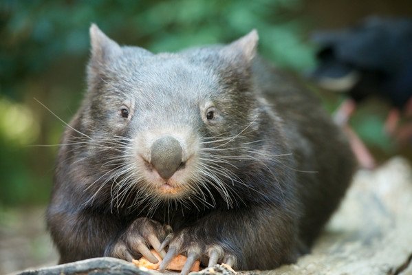 ZoosVictoria's tweet photo. Florence the #Wombat is not about to share her delicious piece of sweet potato with anyone! #healesvillesanctuary #arvo #snack https://t.co/PjjPwqTNED