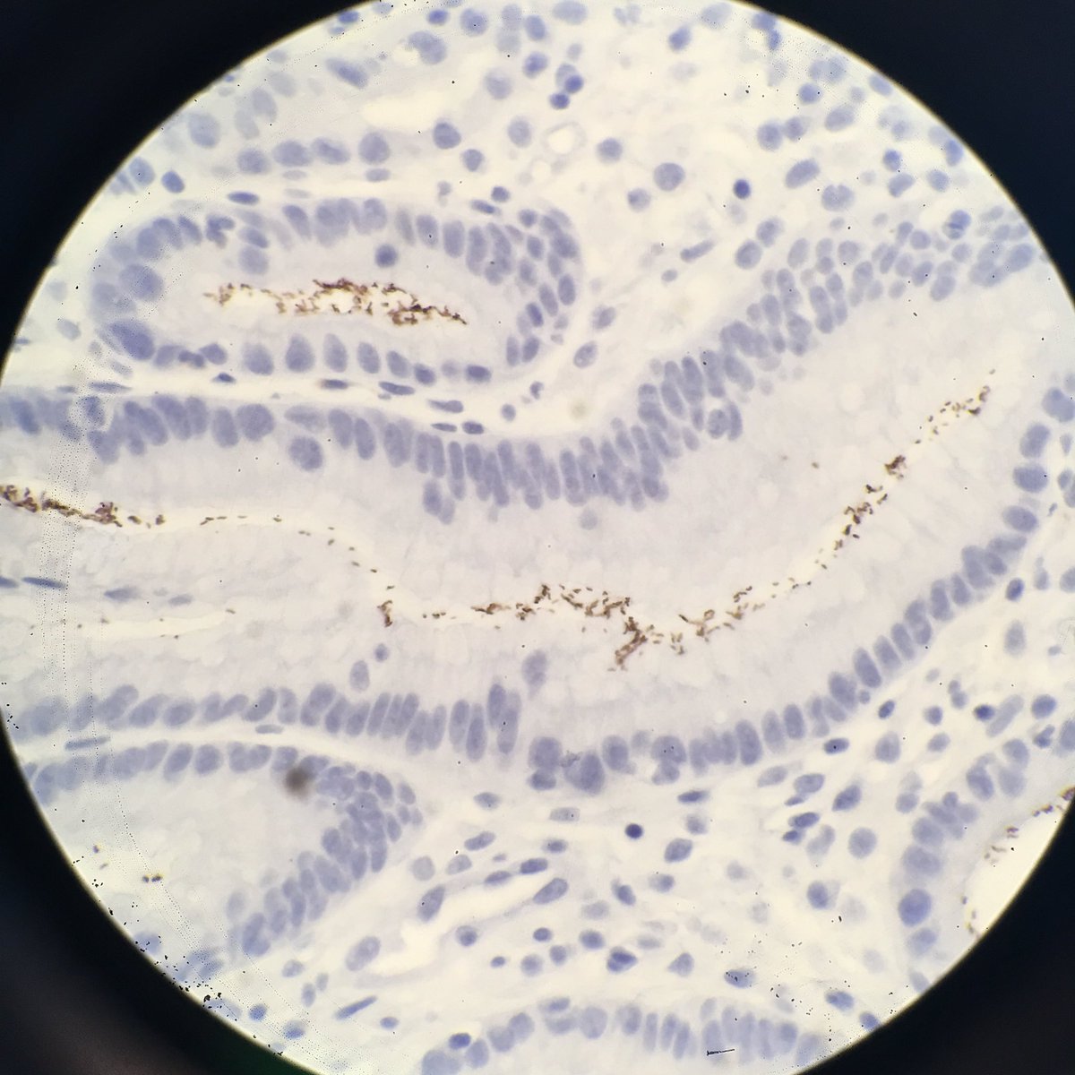 Donald Christensen tweet media