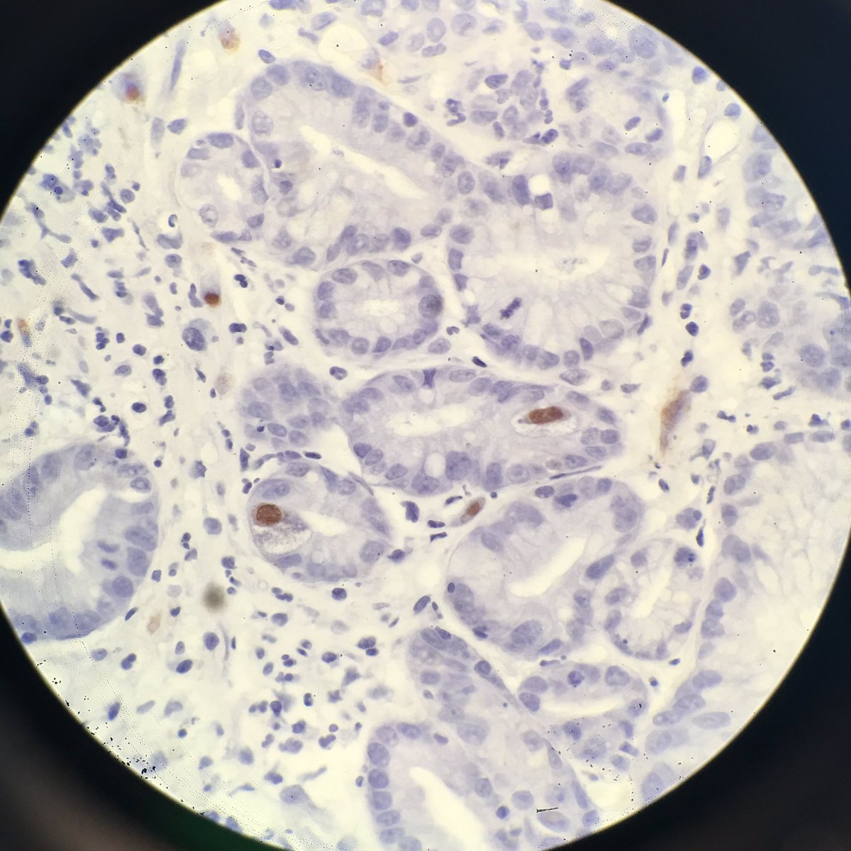 Donald Christensen tweet media