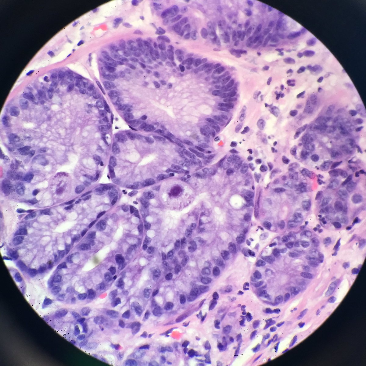 Donald Christensen tweet media