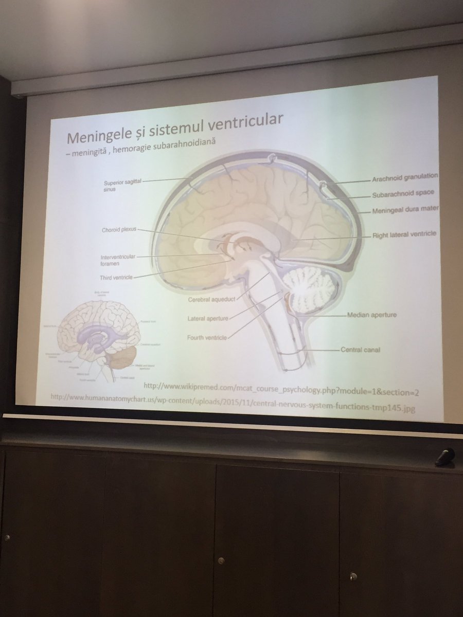 Andreea Antonovici tweet media