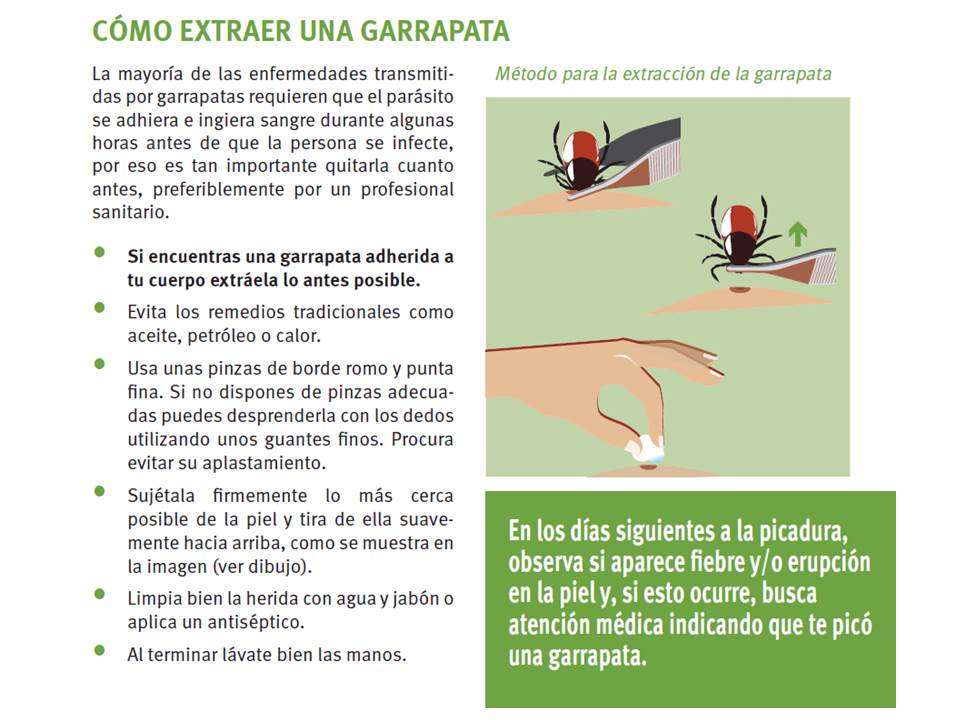 sanidadgob's tweet photo. #VERANOySALUD Si encuentras una garrapata adherida a tu cuerpo, debes extraerla rápidamente según estos consejos: https://t.co/05dOmGuET8