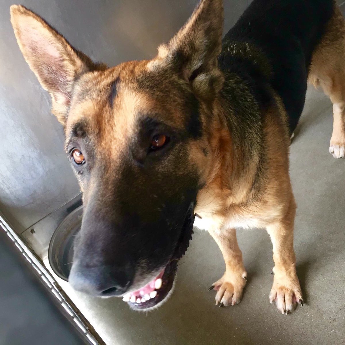 pupaid's tweet photo. This weekend plan a visit to your local rescue shelter, where your new best friend is waiting for you :) #adopt https://t.co/IMRikD33dg