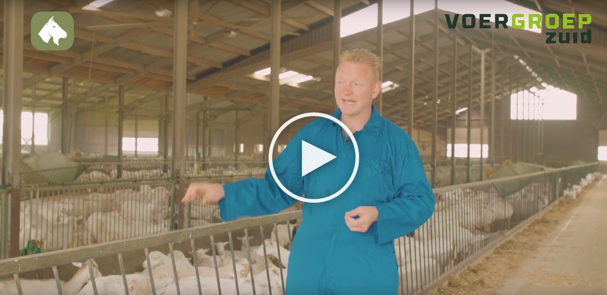 Help uw geiten stressvrij de zomer door! Bekijk onze #hittestress aanpak! #geitenhouderij #geiten goo.gl/37Erf2