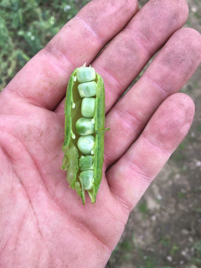 farminginfife's tweet image. #zero4 peas nearly ready for the end of life treatment. #harvest17 getting closer for us