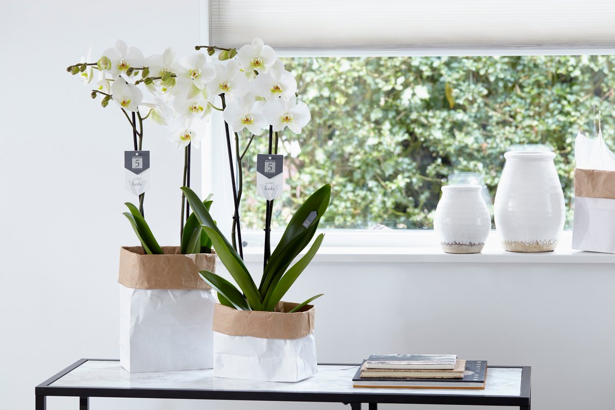 Als een fris briesje blaast de Leeds orchidee door je huis en overlaadt iedereen met fijn gevoel van rust. facebook.com/KwekerijPietVi…