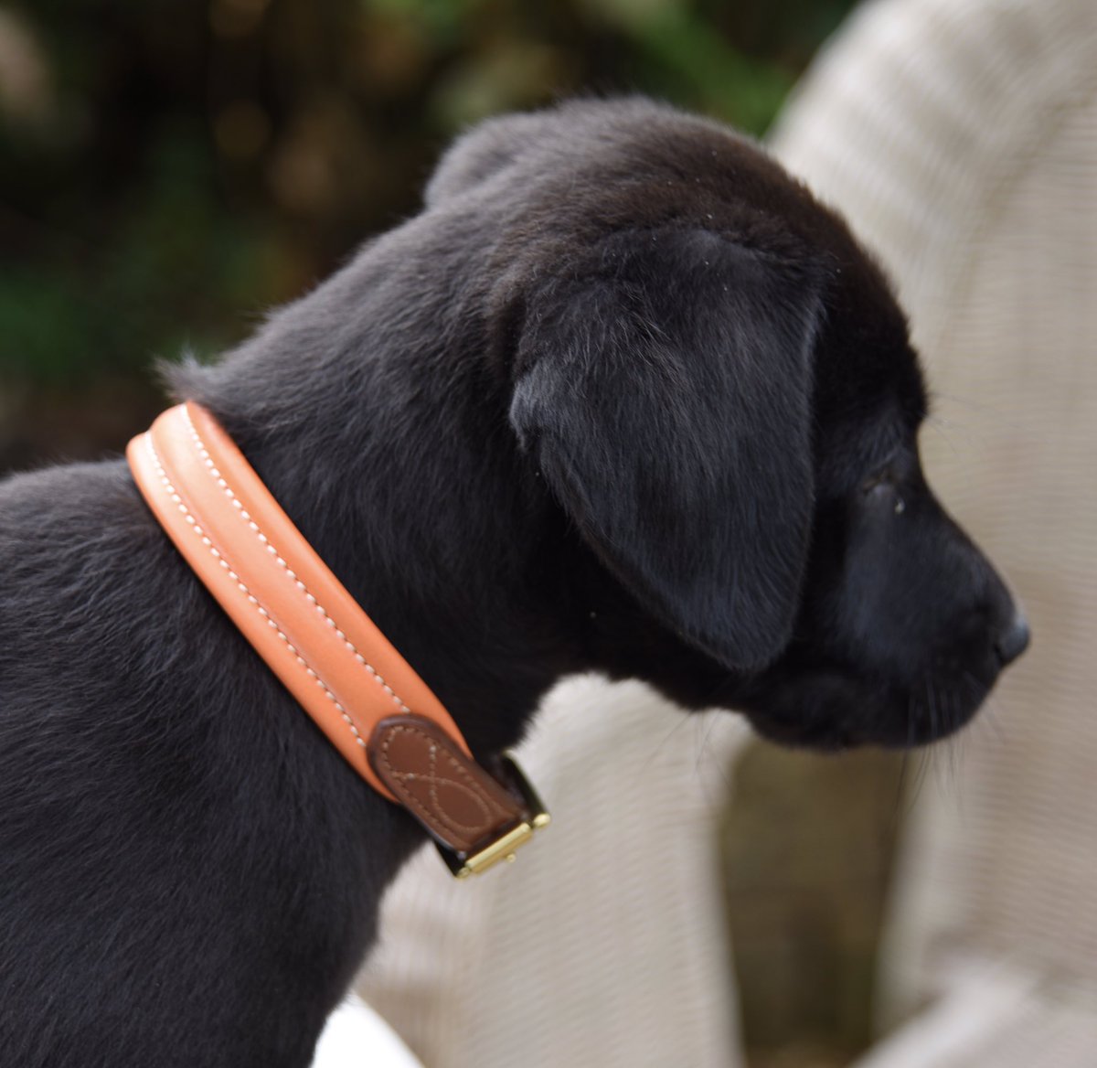 turnerandbell's tweet photo. Boo - ten weeks old today and looking very smart in the orange Fairfield collar  #luxurydogcollars https://t.co/T1QZMxqoTb