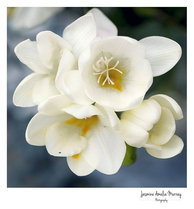 JasMPhotography's tweet photo. Freesias #olympusuk #olympusomd #olympusomdem5 #bokehnation #bokehkillers #bokeh #bokehful #bokehlicious #instabok… https://t.co/wnYIfTQyLn https://t.co/b74vQaz1PF