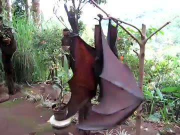 golden crowned flying fox