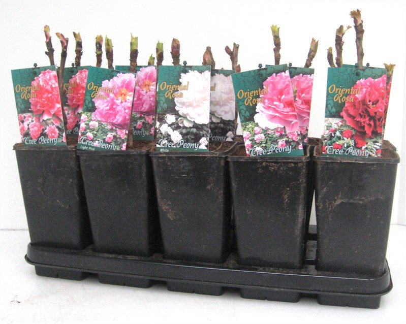ChinaPlants's tweet photo. such this pot can plant peony https://t.co/81bObWOZE6
