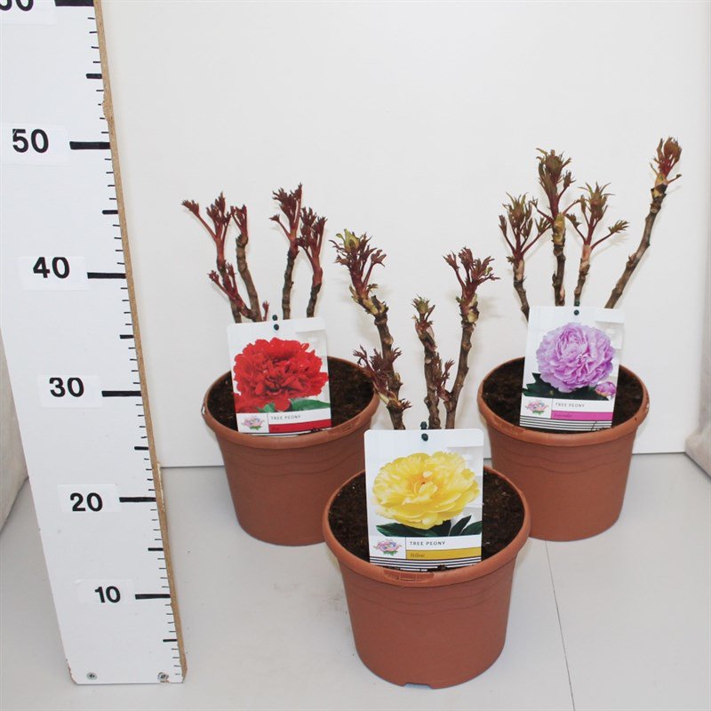 ChinaPlants's tweet photo. such this pot can plant peony https://t.co/81bObWOZE6