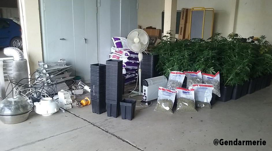 Gendarmerie's tweet photo. #Ardennes Interpellation d'un producteur/vendeur de #Stups ☛ 60 pieds &amp; 2,6kg de #Cannabis saisis ☛ condamné à 18 mois de prison dt 9 fermes https://t.co/jD0IooBtIY