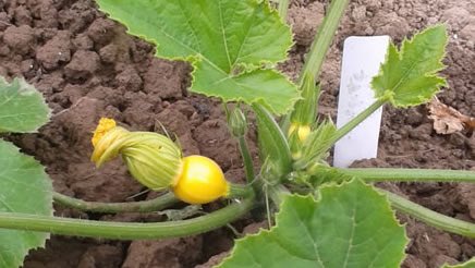 Nieuws uit de GoedvoorOgen moestuin, regen en zon volgen elkaar snel op, de groenten 'springen' de grond uit. lees goedvoorogen.nl/blog-gvo-groen…