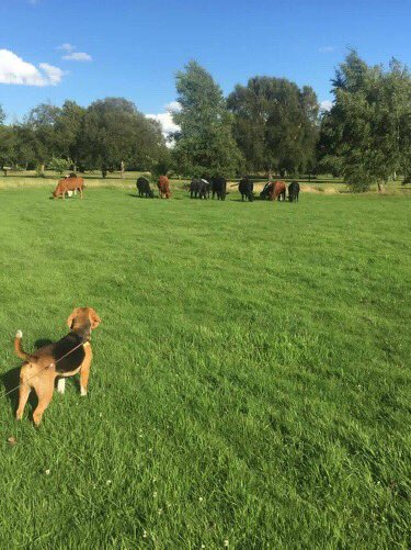 Cows loose on <a href="/Golf_Altrincham/">Altrincham Golf Course and Driving Range</a>! Officers from @GMPAltrincham say they have now been mooooved on... #altrincham