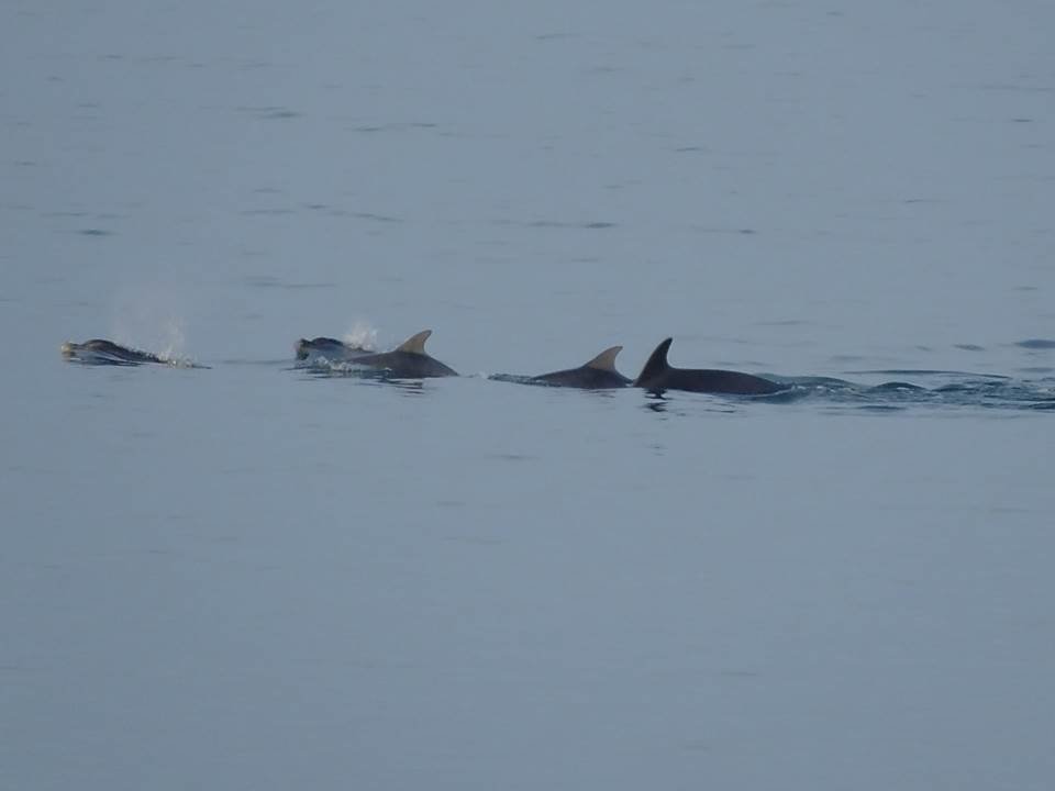 Skye (@skyethespringer) on Twitter photo Did you know that sometimes we see #dolphins swimming by <a href="/TheGobbins/">The Gobbins</a>? These lovely action nature photos taken from Portmuck <a href="/islandmageehour/">Islandmagee</a> Did you know that sometimes we see #dolphins swimming by <a href="/TheGobbins/">The Gobbins</a>? These lovely action nature photos taken from Portmuck <a href="/islandmageehour/">Islandmagee</a>