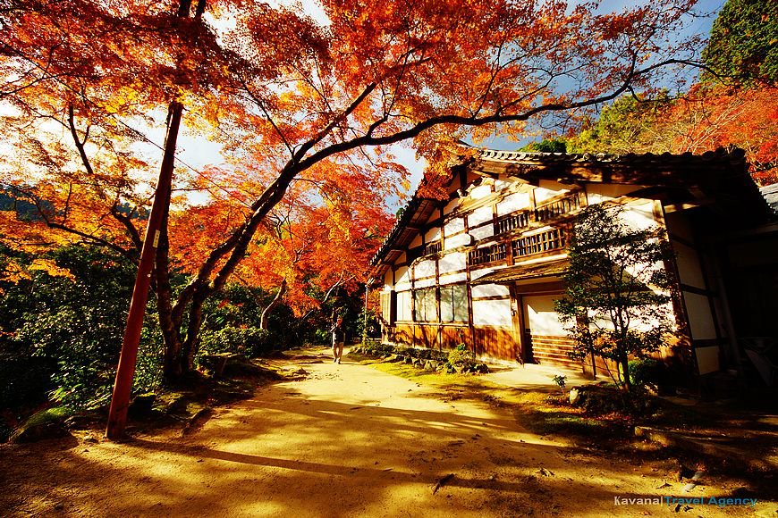 TourankApp's tweet photo. The beautiful Saimyoji Temple in Kyoto in autumn. #Japan #kyoto #autumn #redleaves #temple #travel #BackToYou #LustForLife #saimyoji #Tours https://t.co/w9qcTvt9py