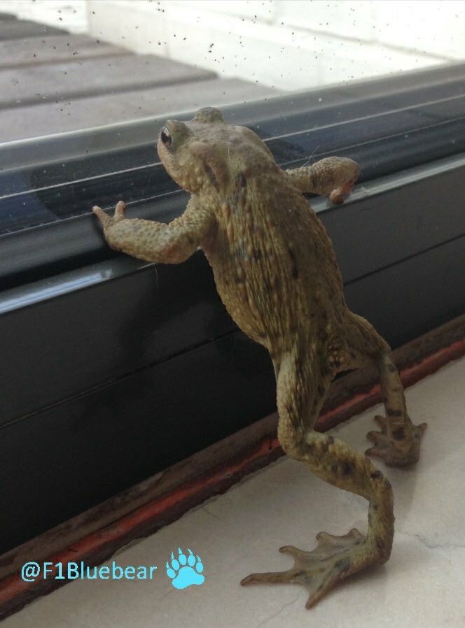 F1Bluebear's tweet photo. Look who I found; Freddie the Frog looking out for the weekend! It's almost here! 👏👏👏 #FridayFeeling #Fun2Come #MakeThatLeap https://t.co/VXYG3Nr3dI