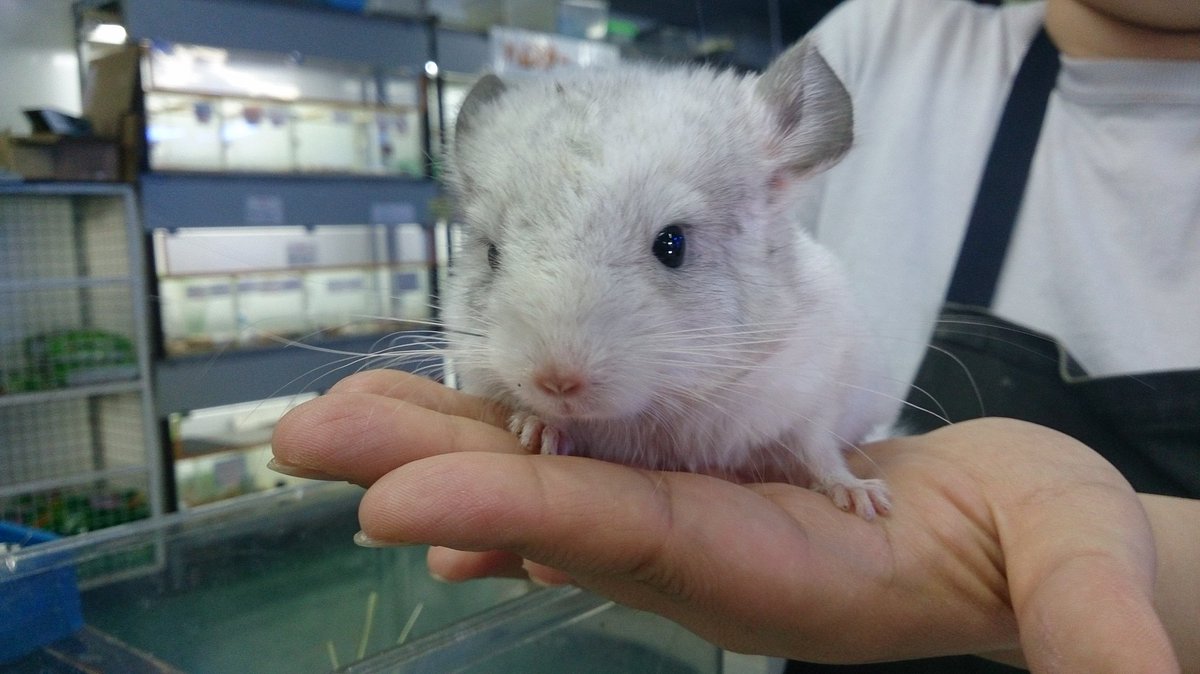 Pd熱帯魚センター小動物部 No Twitter モコモコ大好きな皆さん 真夏だというのに赤ちゃんチンチラがやってきました 大人気の白多めパイドの男のコです あまりにも可愛いくて 可愛いかよおチビちゃん しか言えなくなります おチビちゃん可愛いよお