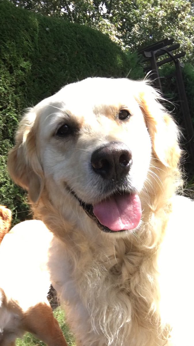 Happy 4th birthday to me. #birthday #dogsoftwitter #summerholidays