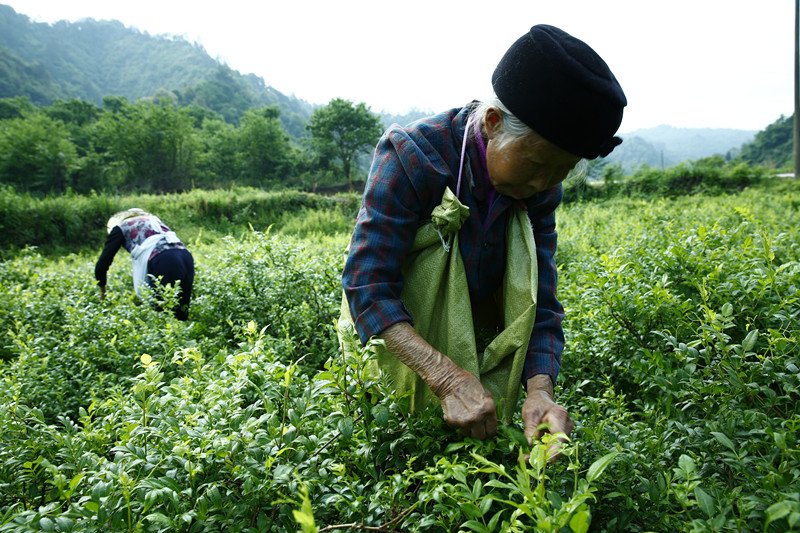 Moyeam1835's tweet photo. The Tujia minority hand-picking for moyeam snow-white tea https://t.co/cbSnIxy5uw