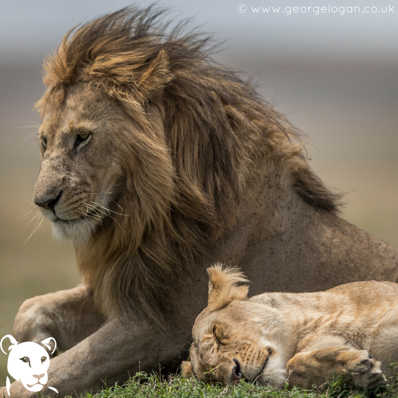 "Born free to follow your heart" ❤️🦁 #FridayFeeling #Lions4Life 🐾

Photo by @GeorgeLogan 📸