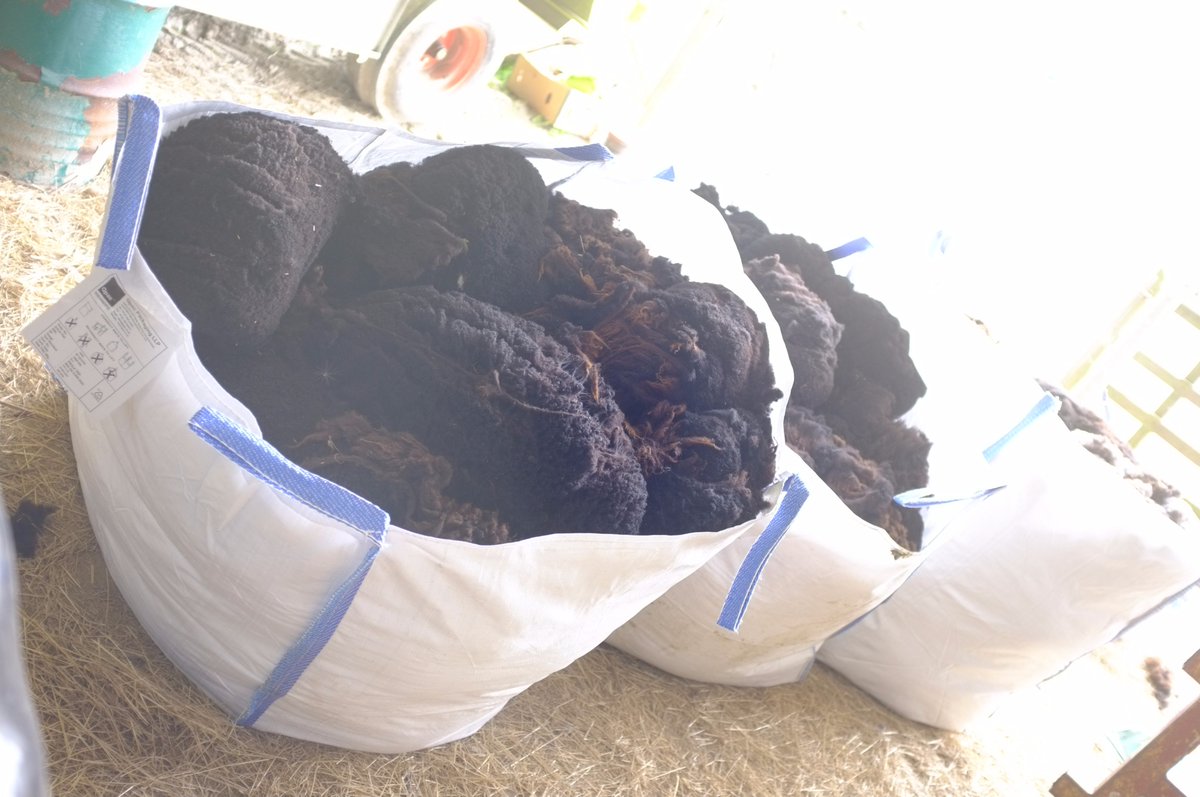 Tregillis_Farm's tweet photo. ... yes sir! yes sir! 3 bags full ... #naturalfibre #blackwelshmountain #organic @NatFibreCo #nativebreeds #gorgeous https://t.co/vbegVtR5YW