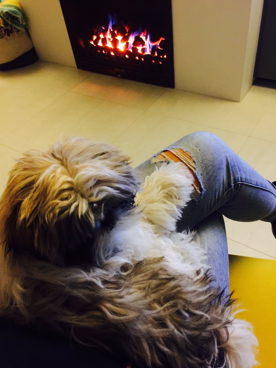 dalzella's tweet photo. Lap dog #piperdee #snuggles https://t.co/67OcmD83Fs