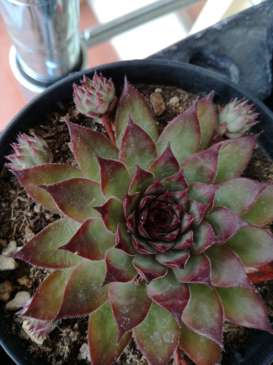 master_seeding's tweet photo. Lovely new Sempervivums in my collection. #Sempervivum https://t.co/egkeBUKqRu