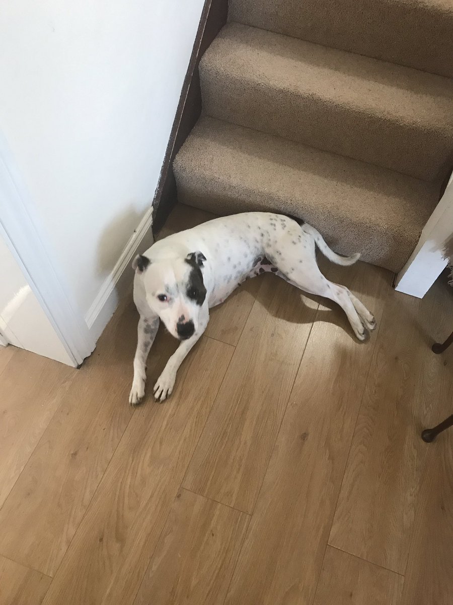MarkBlakely75's tweet photo. #lostdog #founddog #dagenham #becontree Has anyone lost a very friendly young dog? Found at St Alban's Church Dagenham. Please RT https://t.co/kg6soWMe6m