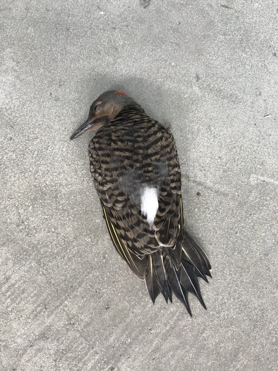 TheCVG's tweet photo. This is an unfortunate side effect of what we do. It was too clean little buddy. Too clean.  #windowcleaning #sorrytoallbirds #cleanwindows https://t.co/Ob6yUnq8d2