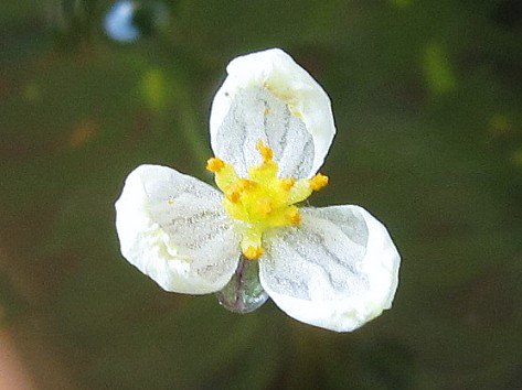 アナカリスの花 ট ইট র অন সন ধ ন
