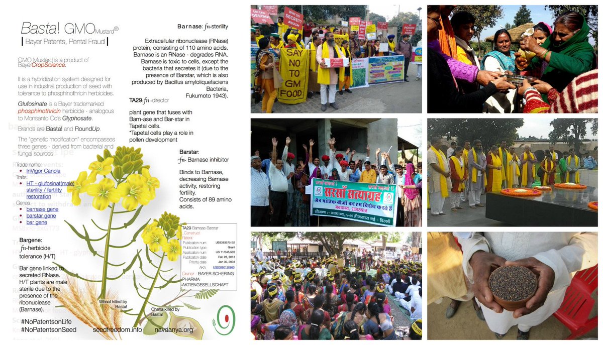 occupytheseed's tweet photo. Resistance to GM Mustard in India: a large issue of which food and farming system we want https://t.co/FnK3Jx6FiD @drvandanashiva https://t.co/yItWeTZ37E