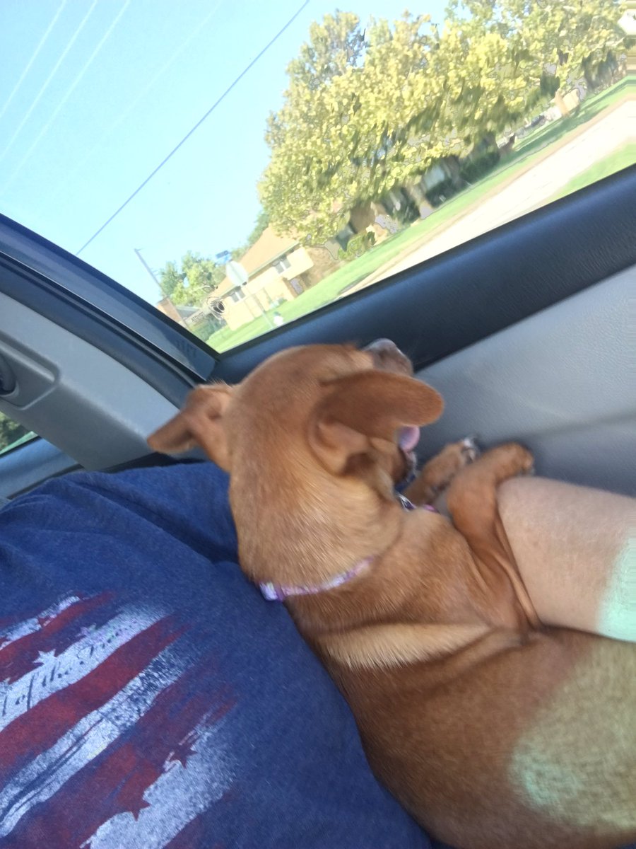 carinix's tweet photo. Lucy's on her way to the park! @Longbranch_Elem #leadlovelearn #LBEdogdays https://t.co/cgqRtQNeuL