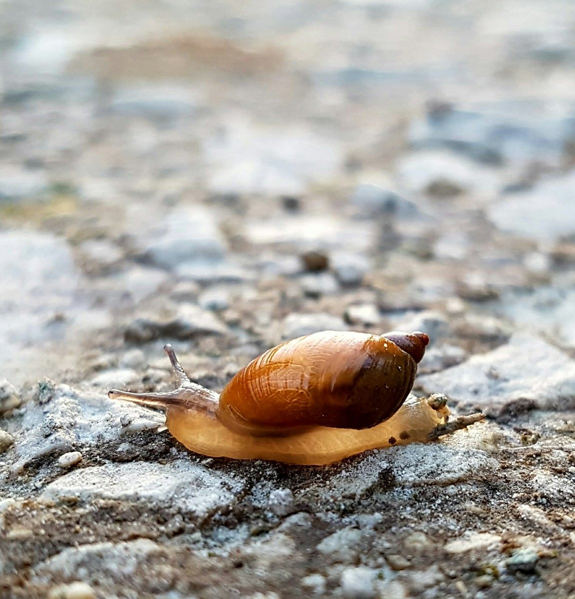 paulasykes1971's tweet photo. #ambersnail https://t.co/1HaEXDwoLf