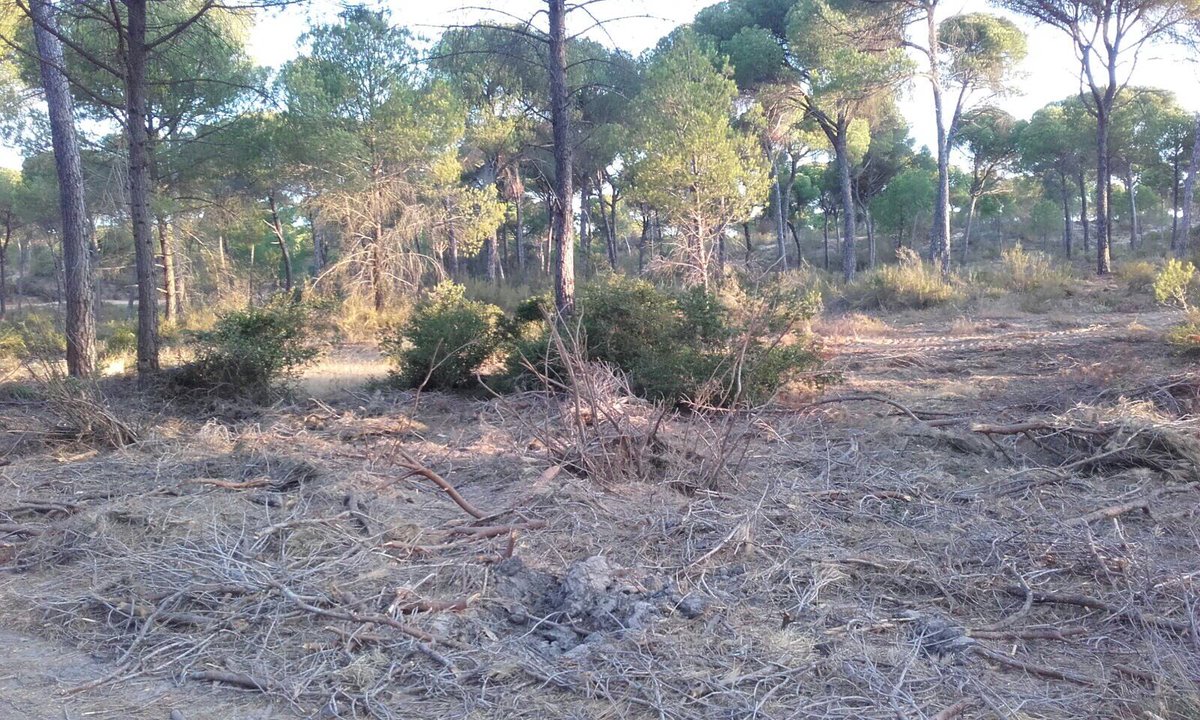 PPaljaraque's tweet photo. ⚠️Nuestros montes están abandonados, peligro en época estival

#Aljaraqueabandonado con @PSOEALJARAQUE @IUAljaraque @fjmartinorta #Aljaraque https://t.co/4ToSPxZe0o