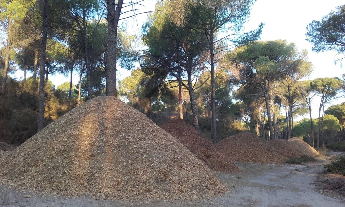PPaljaraque's tweet photo. ⚠️Nuestros montes están abandonados, peligro en época estival

#Aljaraqueabandonado con @PSOEALJARAQUE @IUAljaraque @fjmartinorta #Aljaraque https://t.co/4ToSPxZe0o